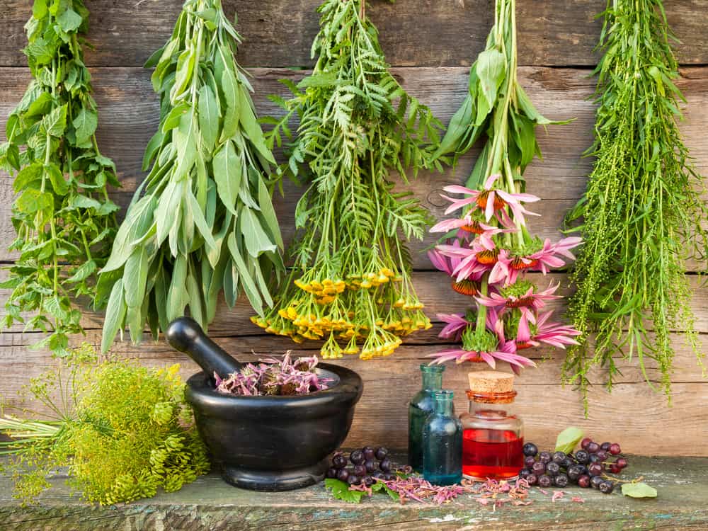 Healing Herbs On Wooden Wall With Dried Plants and Herbal Medicine