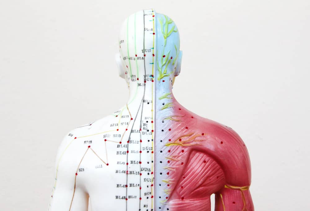 model with acupuncture points