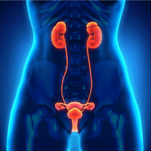 A stylized medical illustration of the human urinary and reproductive systems in a female body, showing the kidneys, ureters, bladder, uterus, and ovaries highlighted in orange against a blue background. This detailed depiction ties into the holistic approaches like Acupuncture Long Island for enhanced wellness.
